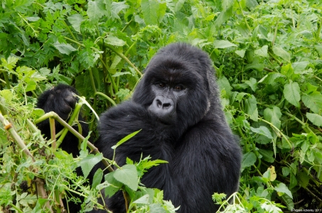 Gorilla eating, Volcanoes National Park, Rwanda.