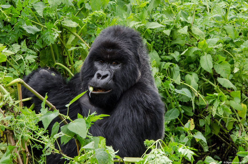 Gorilla eating, Volcanoes National Park, Rwanda. © Ngaire Ackerley 2011. All rights reserved.