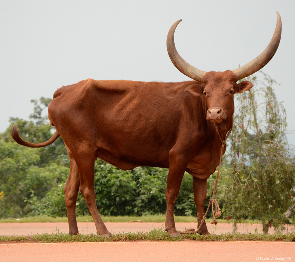 Cattle, Uganda.