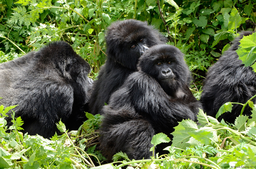 Amahoro Group of Gorillas, Volcanoes National Park, Rwanda.