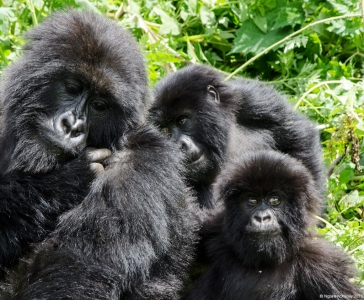 Amahoro Group of Gorillas, Volcanoes National Park, Rwanda.