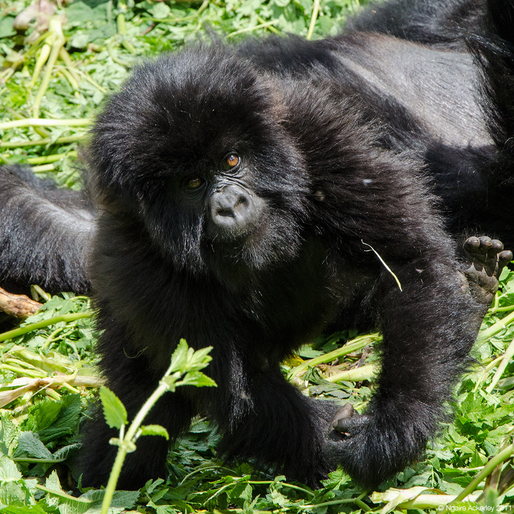 Baby Gorilla playing, Volcanoes National Park, Rwanda.