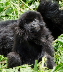 Baby Gorilla scratching, Volcanoes National Park, Rwanda.