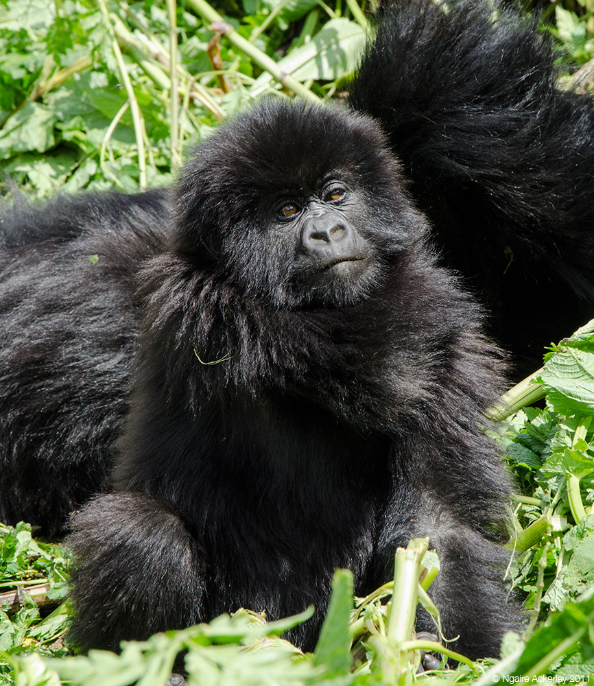 Baby Gorilla scratching, Volcanoes National Park, Rwanda.