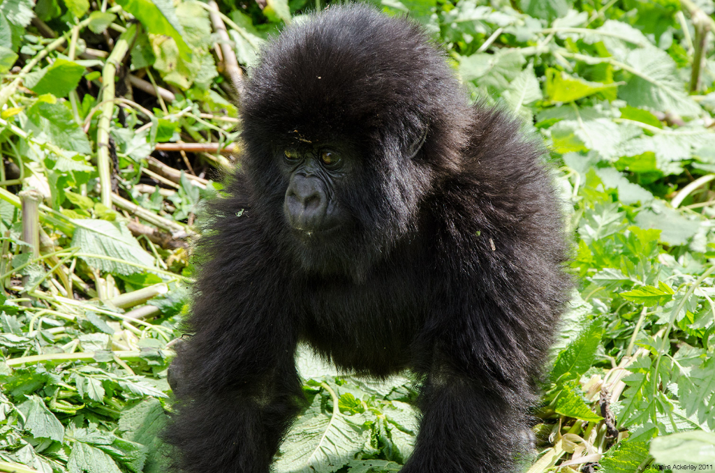 Baby Gorilla, Volcanoes National Park, Rwanda.