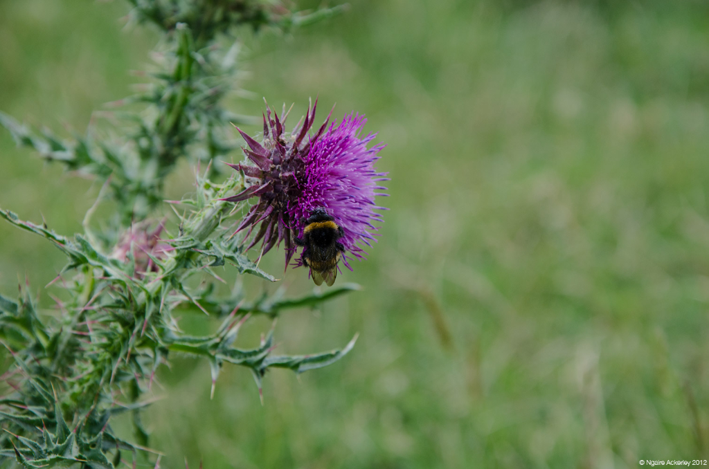Bee and thistle, Papamoa Hills, New Zealand.