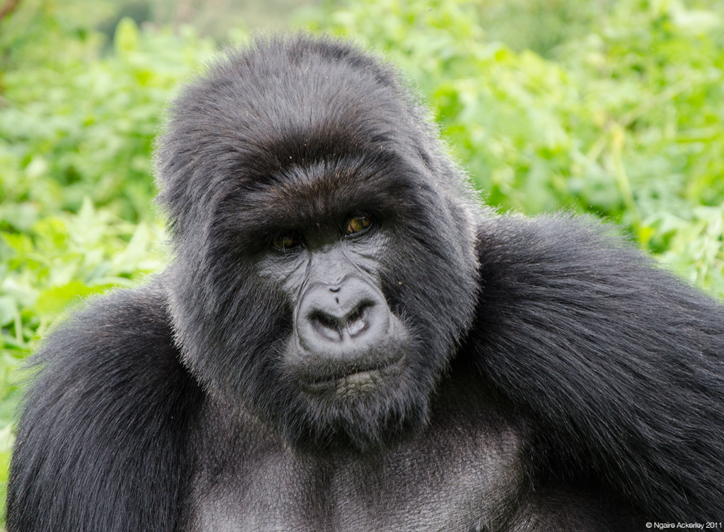 Gorilla, Volcanoes National Park, Rwanda