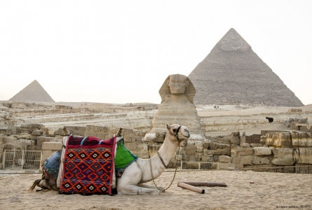 Camel in front of the Sphinx, Giza, Cairo, Egypt
