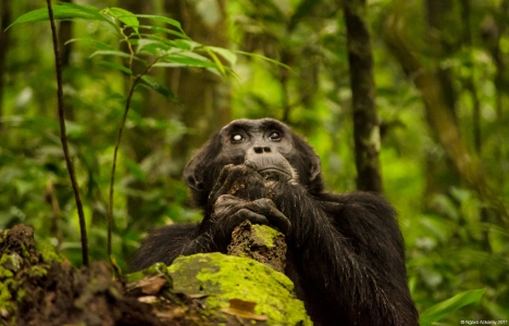 Chimpanzee, Kibale Forest, Uganda.