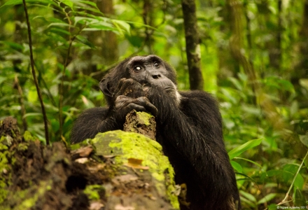 Chimpanzee, Kibale Forest, Uganda.