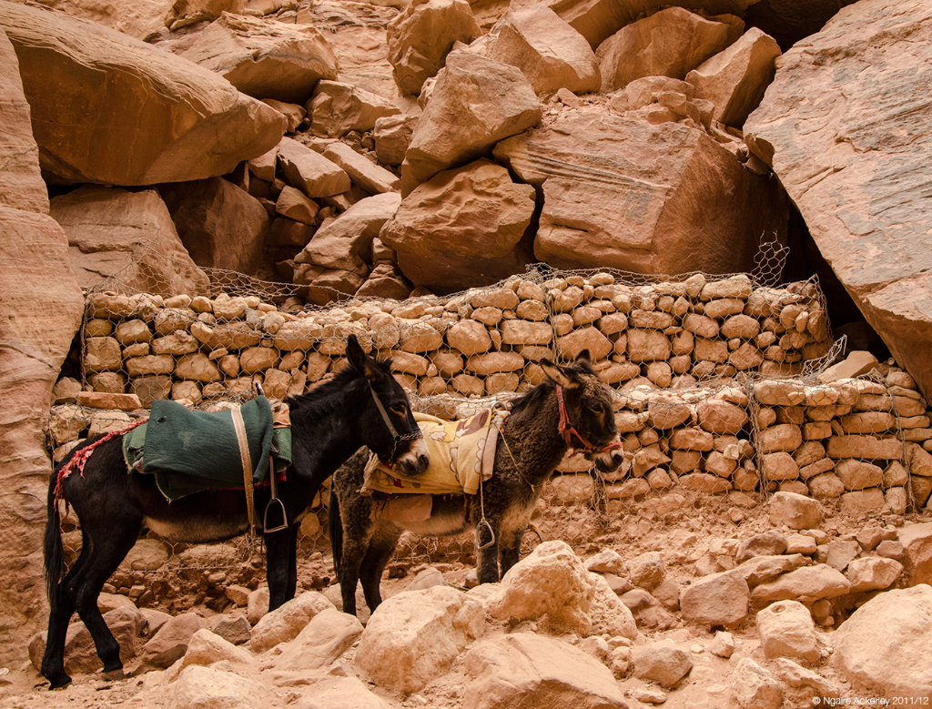 Donkeys, Petra, Jordan.