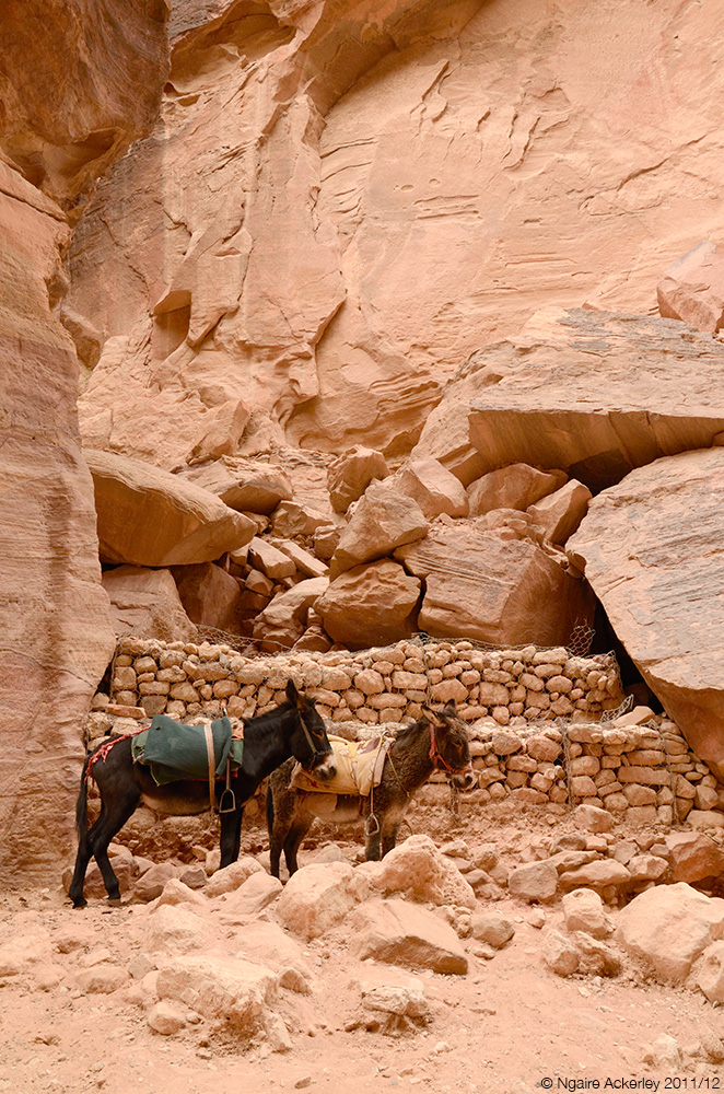 Donkeys, Petra, Jordan.