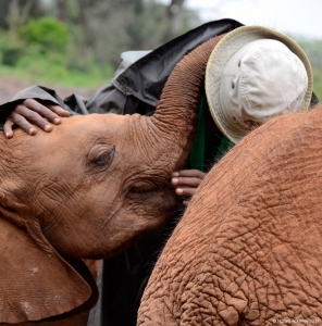Elephant cuddle, Elephant Sanctuary, Nairobi, Kenya.
