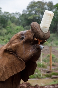 Elephant feeding itself, Elephant Sanctuary, Nairobi, Kenya.