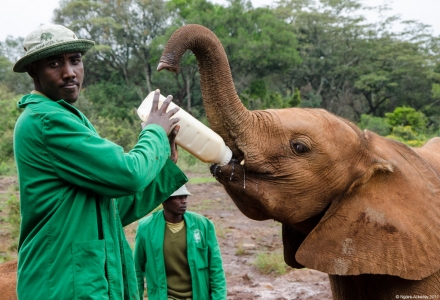 Elephant feeding, Elephant Sanctuary, Nairobi, Kenya.