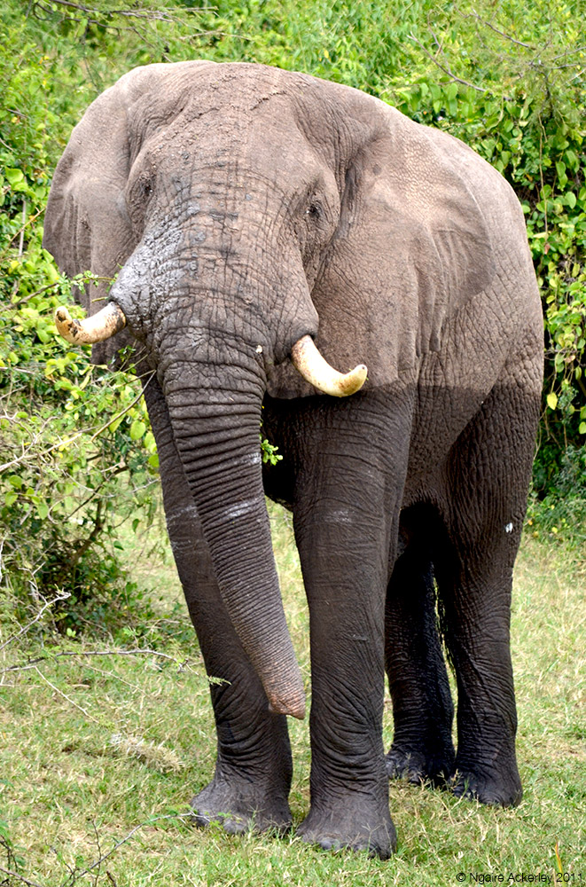 Elephant, Queen Elizabeth National Park, Uganda.