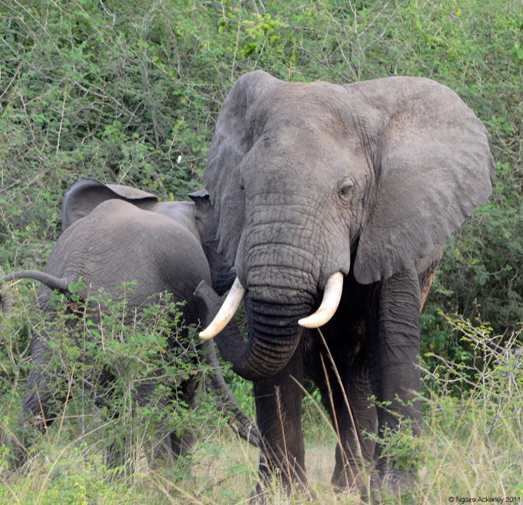 Elephants, Queen Elizabeth National Park, Uganda.