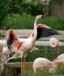 Flamingo, Vienna zoo, Austria.