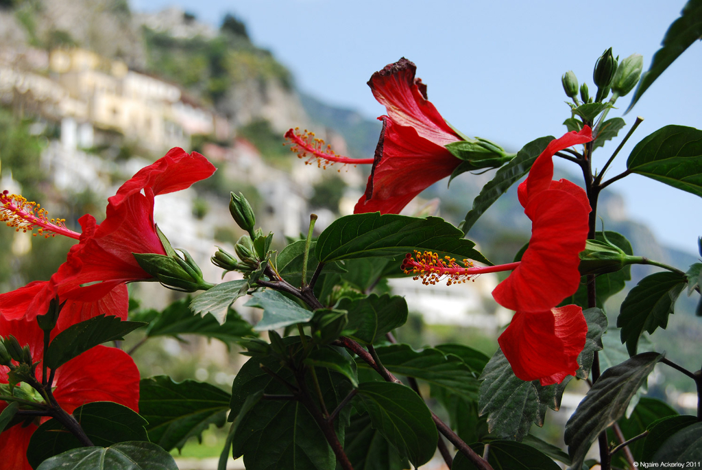 Flowers. Positano, Italy.