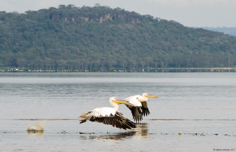 Pelicans flying, Lake Nakuru National Park, Kenya.