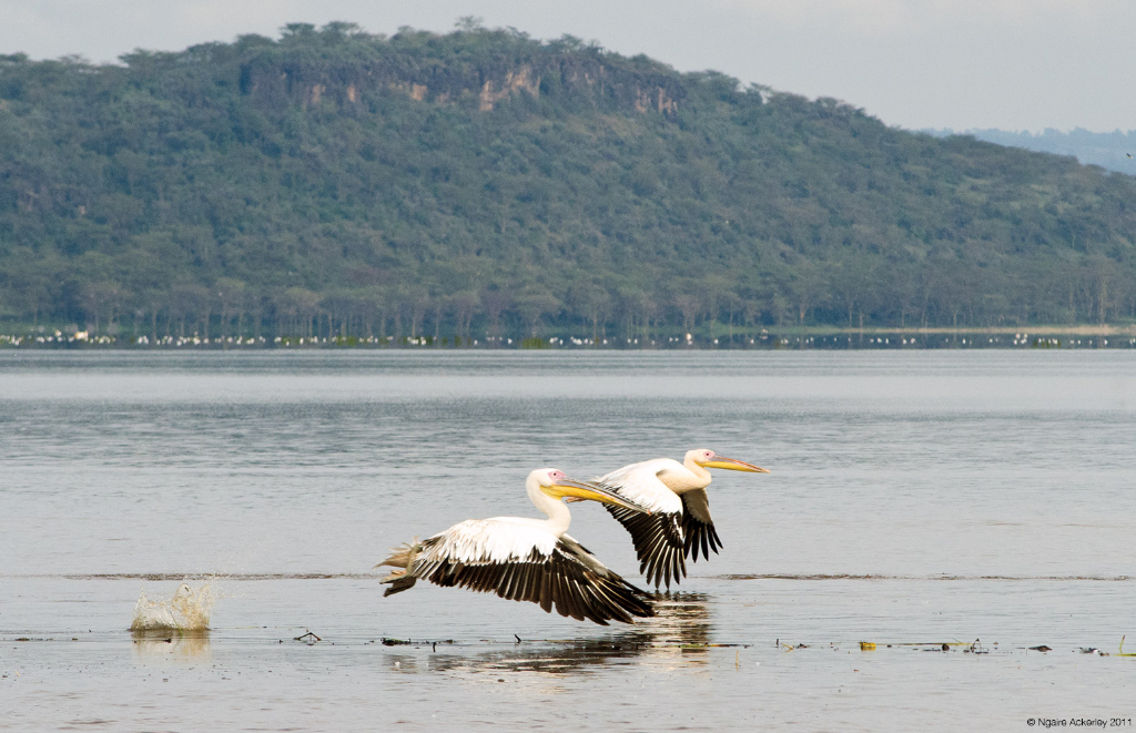 Pelicans flying, Lake Nakuru National Park, Kenya.