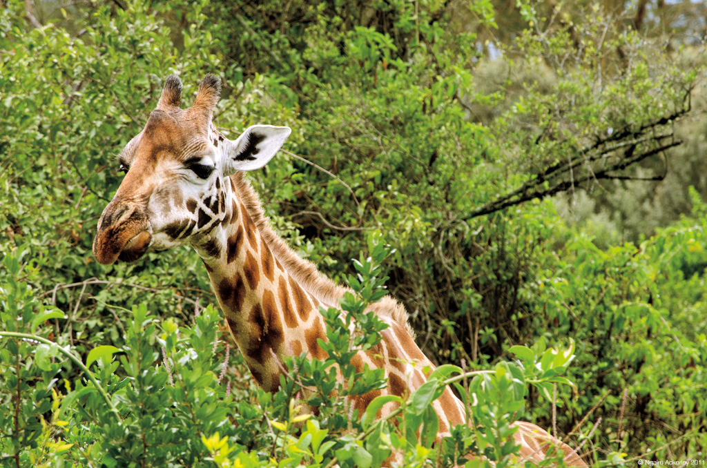 Giraffe, Lake Nakuru National Park, Kenya.