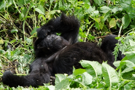 Gorilla sleeping, Volcanoes National Park, Rwanda.