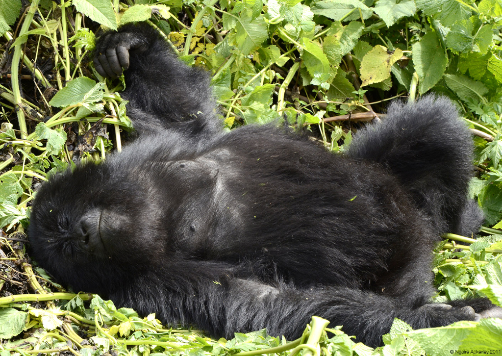 Gorilla sleeping, Volcanoes National Park, Rwanda.