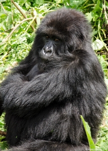 Gorilla, Volcanoes National Park, Rwanda.