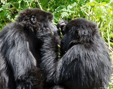 Gorillas grooming each other, Volcanoes National Park, Rwanda.