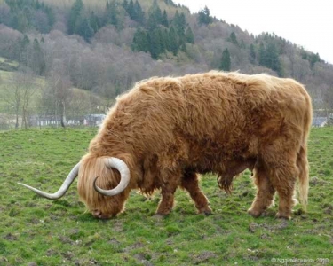 Highland Cattle, Scotland.