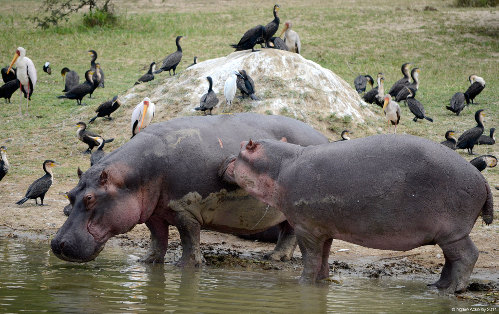 Hippopotamus, Queen Elizabeth National Park, Uganda.