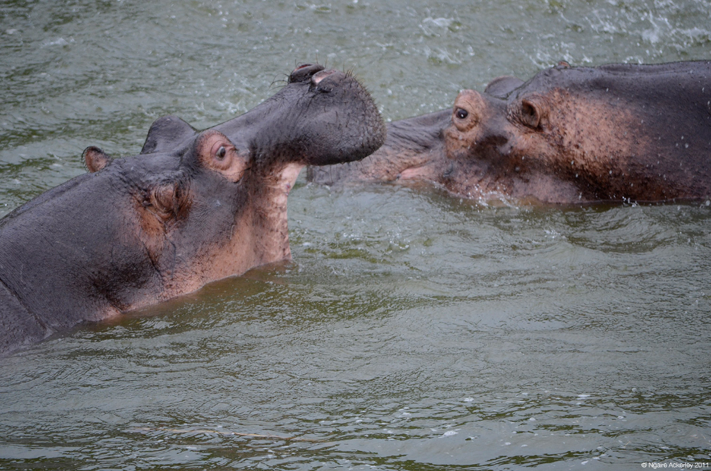 Hippopotamus, Queen Elizabeth National Park, Uganda.