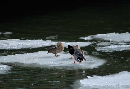 Ducks on ice, Stockholm, Sweden.