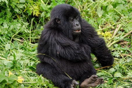 Infant Gorilla, Volcanoes National Park, Rwanda.