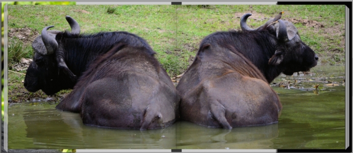Footprints through East Africa - Uganda, water buffalo