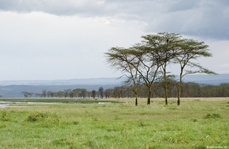 Lake Nakuru National Park, Kenya.