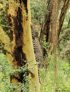 Leopard, Lake Nakuru National Park, Kenya.