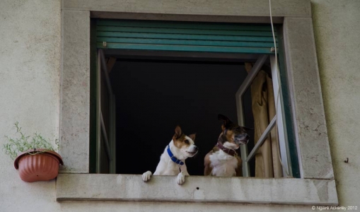 Dogs peering out window, Lisbon, Portugal.