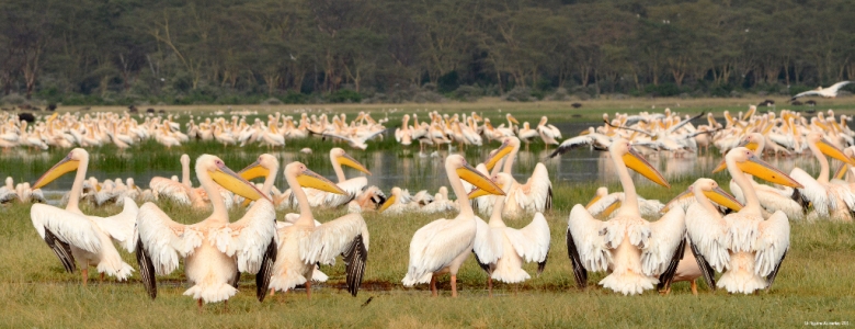 Pelicans, Lake Nakuru National Park, Kenya.