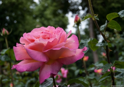 Rose gardens, Bern, Switzerland.