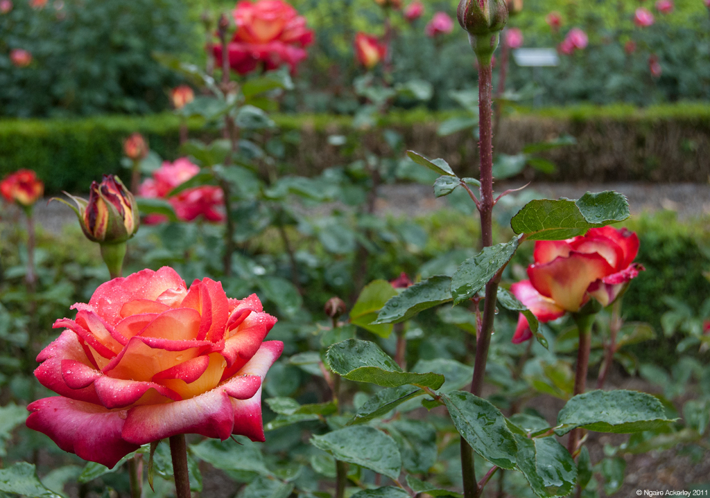 Rose gardens, Bern, Switzerland.