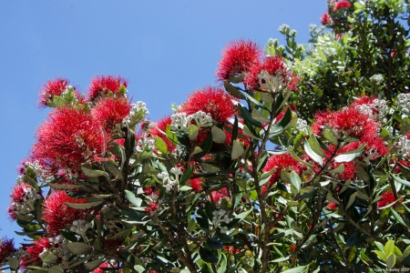 Pohutukawa tree, New Zealand.