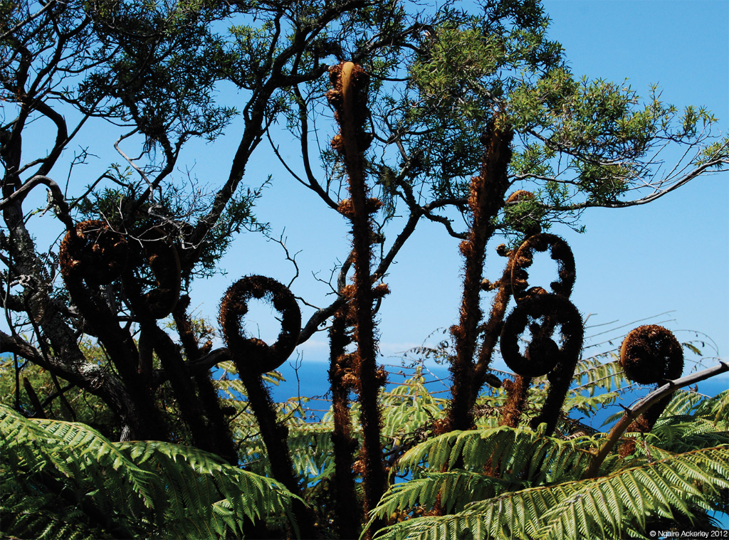 Ponga fronds, New Zealand
