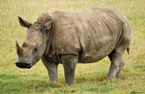 Rhino, Lake Nakuru National Park, Kenya.