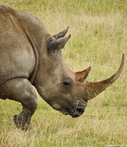 Rhino, Lake Nakuru National Park, Kenya
