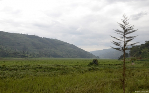 Rolling hills of Rwanda