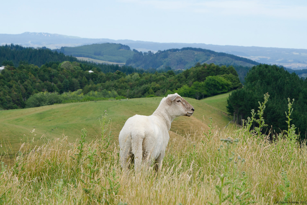 Sheep, Papamoa Hills, New Zealand