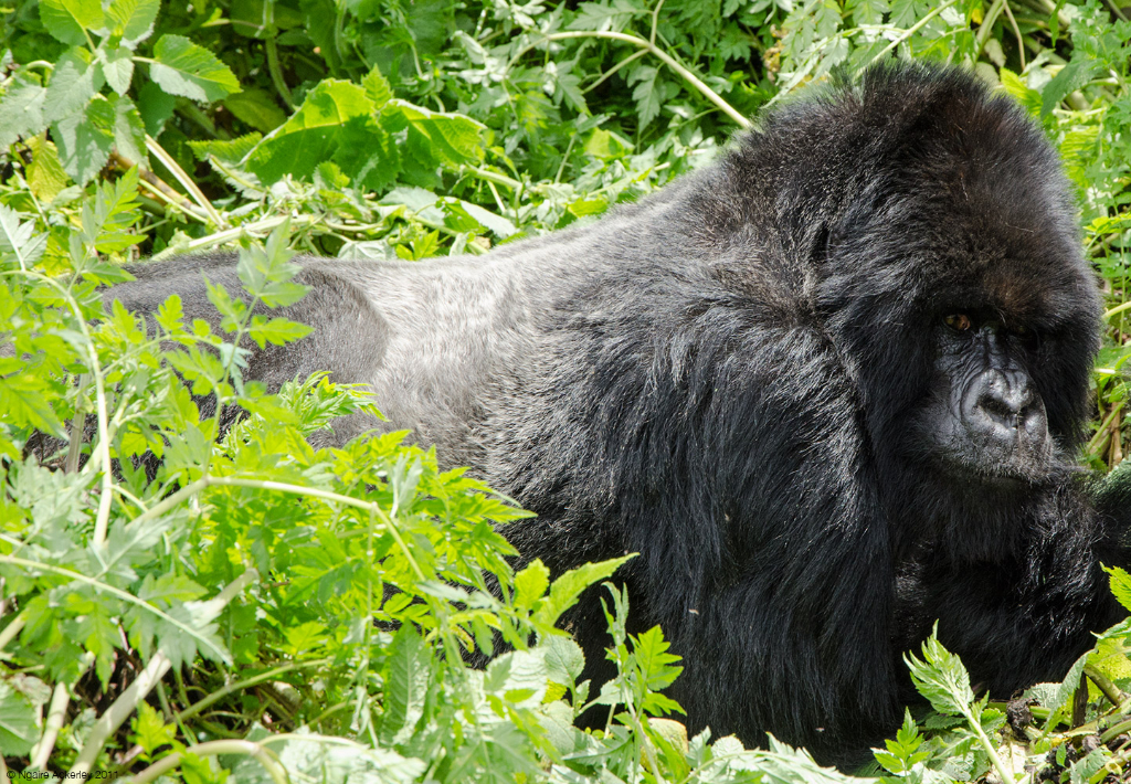 Silverback Gorilla, Volcanoes National Park, Rwanda