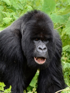 Silverback Gorilla, Volcanoes National Park, Rwanda. © Ngaire Ackerley 2011. All rights reserved.